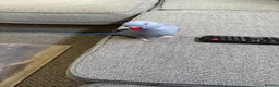 Parakeets birds for sale: Chatty indian ringneck - Advert 1