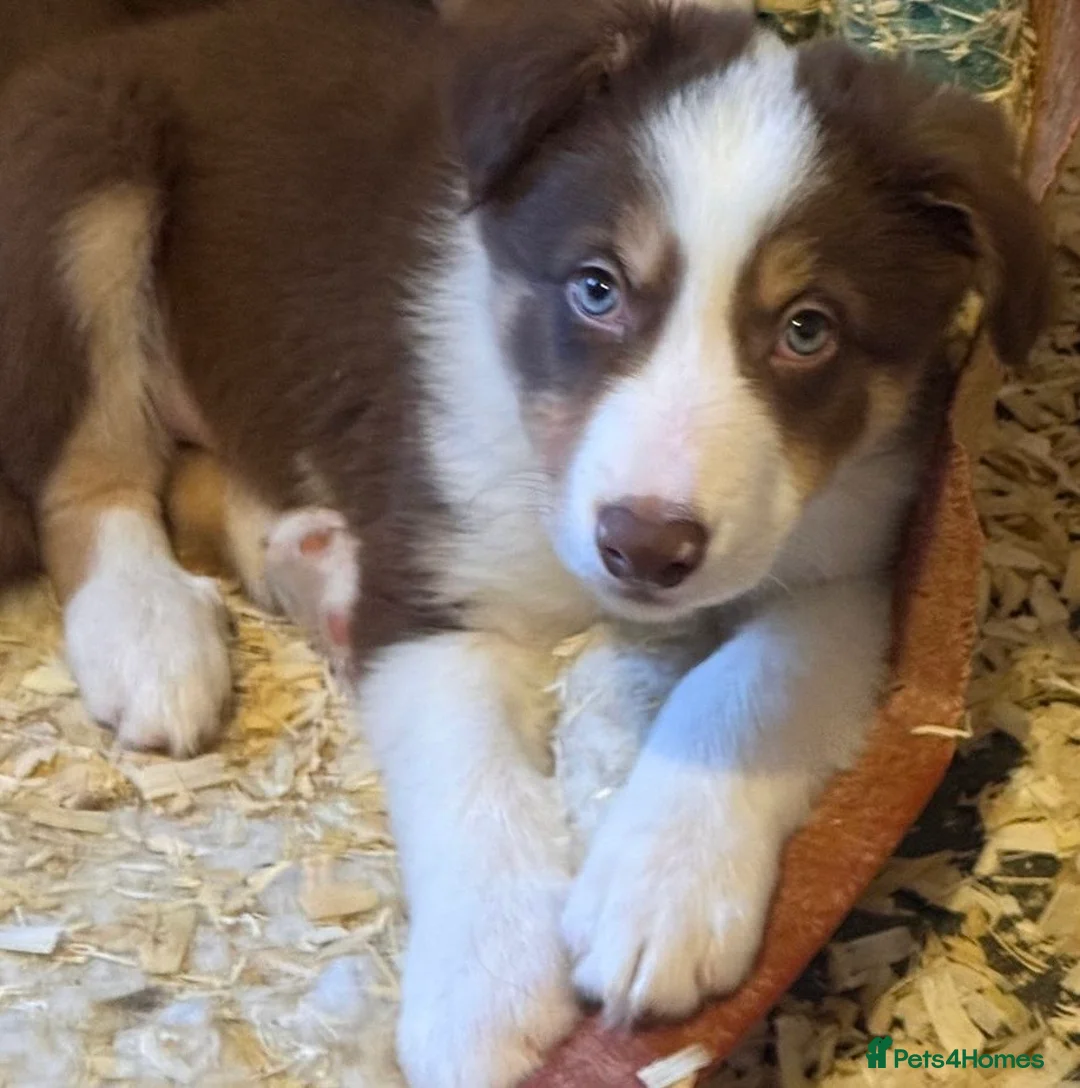 Border Collie dogs for sale: Red, White & Gold Border Collie Pups - Advert 4