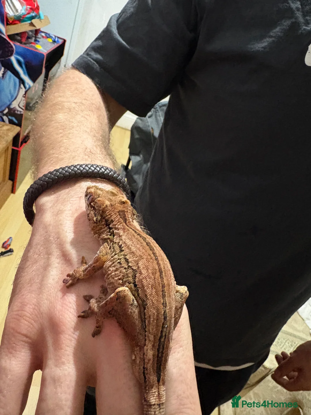 Gecko reptiles for sale: 3 Gargoyle Geckos - Advert 7