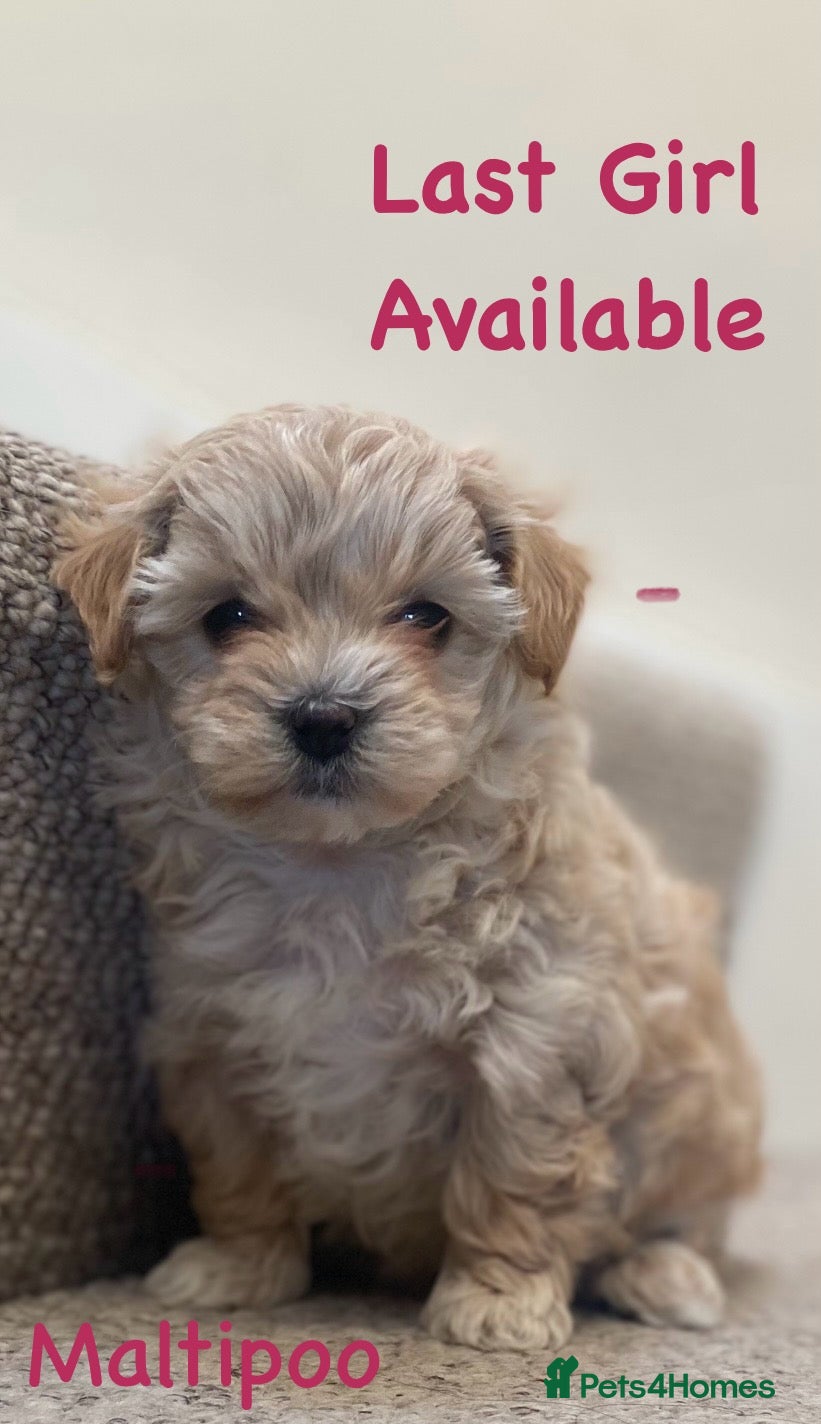 Maltipoo dogs Maltipoo f1 quality pups from 5 star breeder - Advert 18