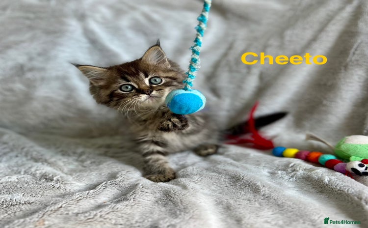 Persian cats - Advert 9