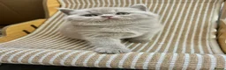 British Shorthair cats for sale: TICA Registered British Shorthair Kittens for Sale in Leeds - Advert 6