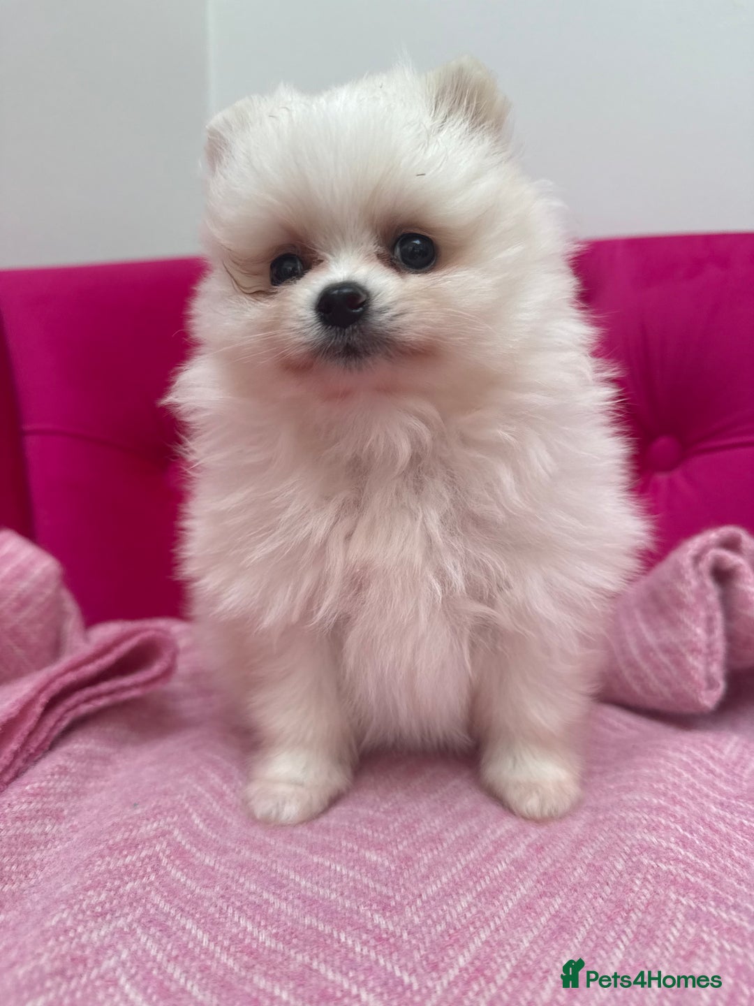 Pomeranian dogs for sale: READY 2nd August KC White Teddy Bear Poms - Image 18