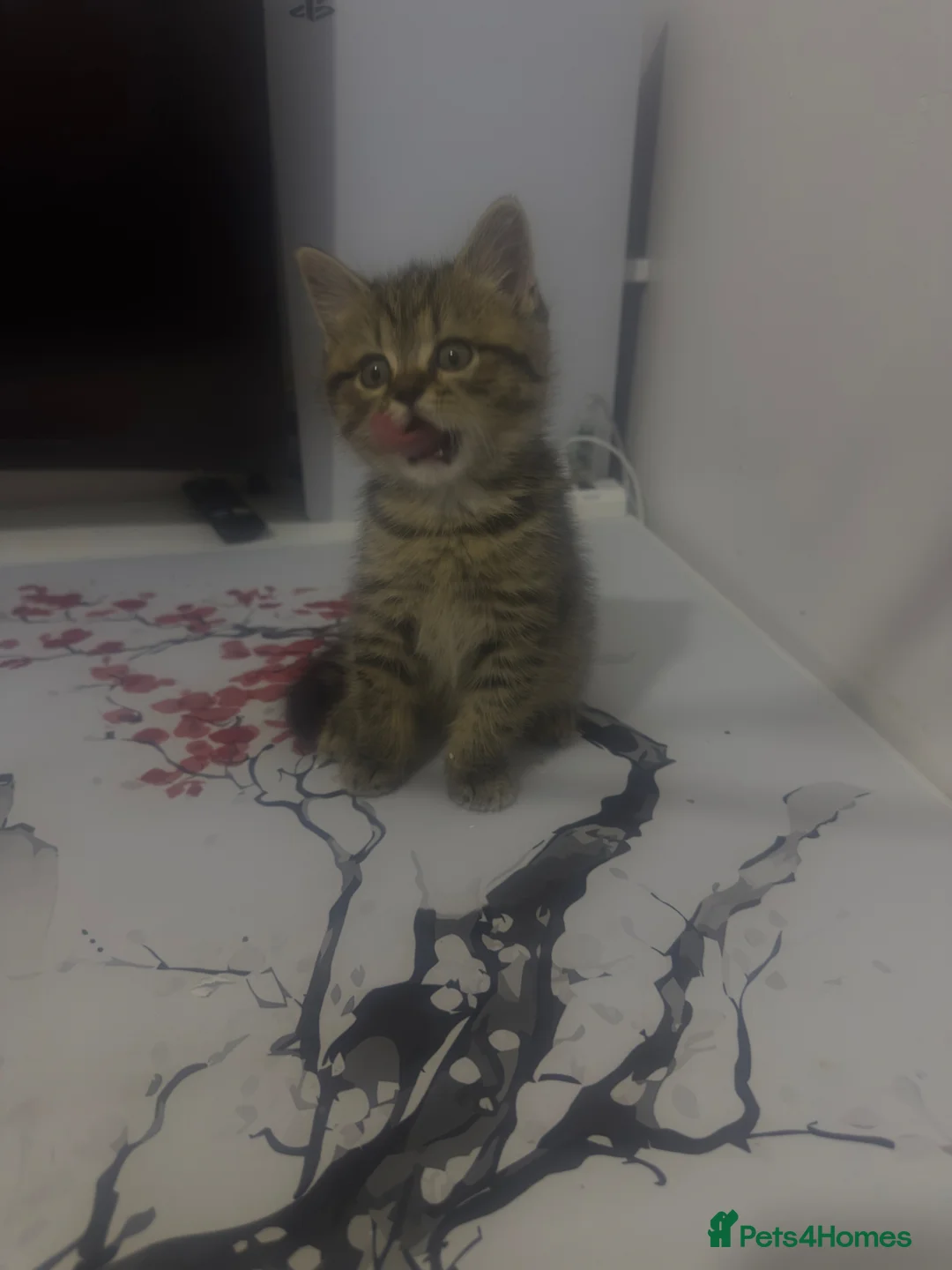 Mixed Breed cats for sale:  British shorthair mix in London - Advert 4