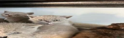 British Shorthair cats for sale: BSH and 1Longhair kittens - Advert 18