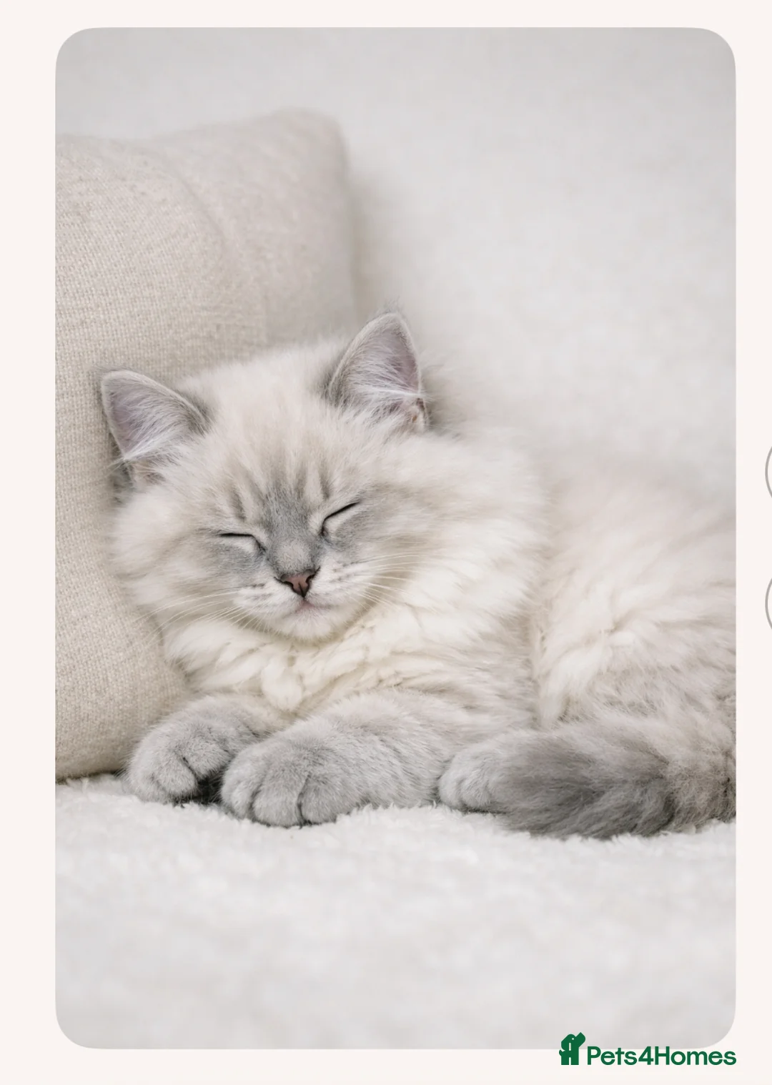 Ragdoll cats for sale: Long haired Ragdoll in Wembley - Advert 3