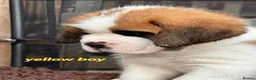 Saint Bernard dogs for sale: 5 stunning male St Bernard puppies in Rotherham - Advert 13