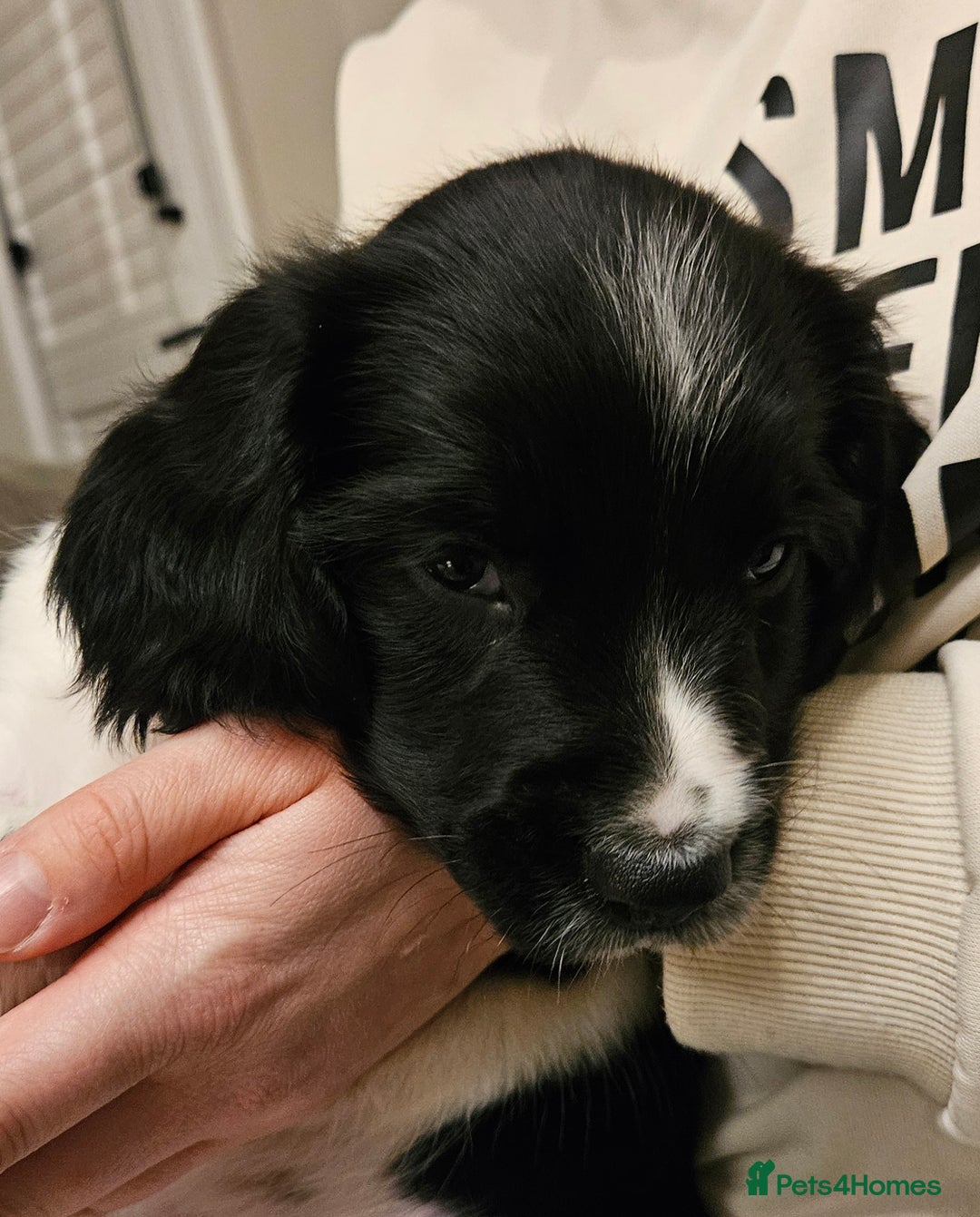 English Springer Spaniel dogs for sale: ✨ KC Registered Springer Spaniel Puppies ✨ - Advert 35