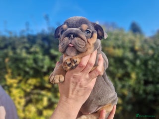 English Bulldog dogs PEDIGREE KC REGISTERED ENGLISH BULLDOGS - Advert 3