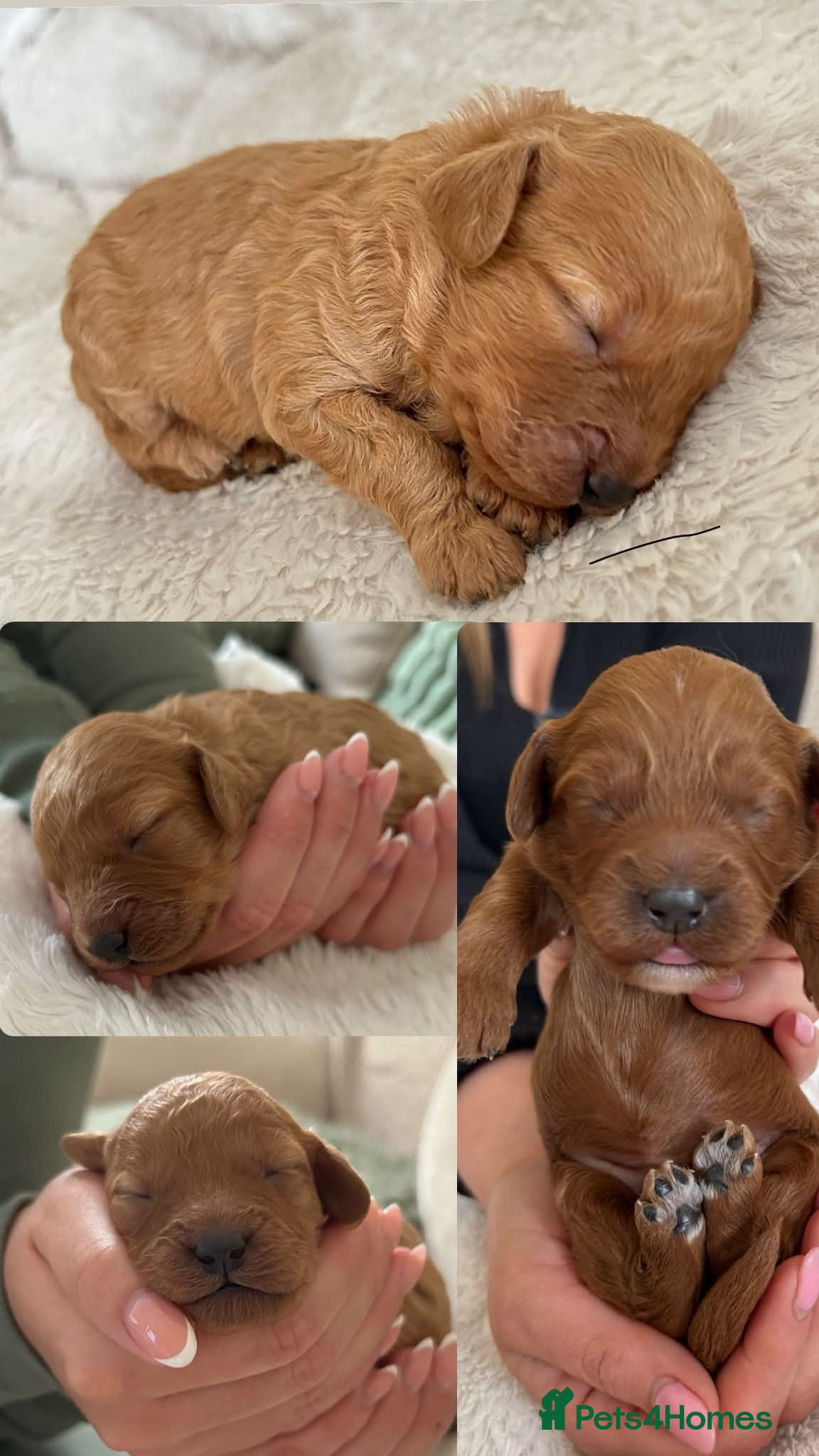 Cockapoo dogs 🐶✨ 8 Beautiful F1 Cockapoo Puppies ✨🐶  - Advert 16