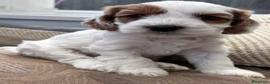Cockapoo 6