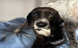 Pointer dogs for adoption: Lily is looking for a perfect home  - Image 1