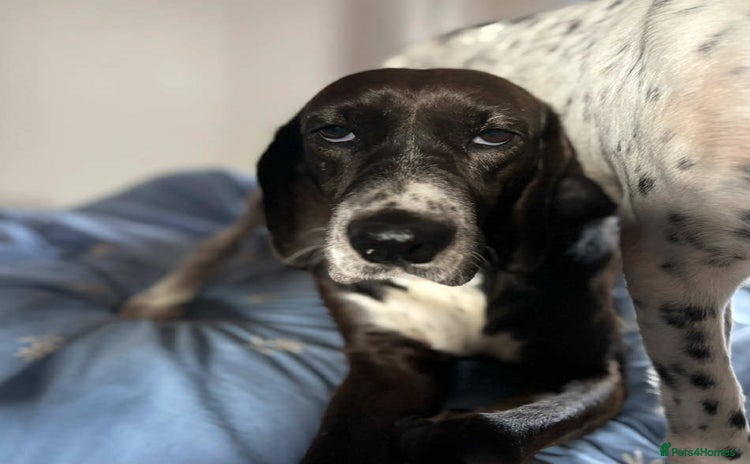 Pointer dogs - Advert 2