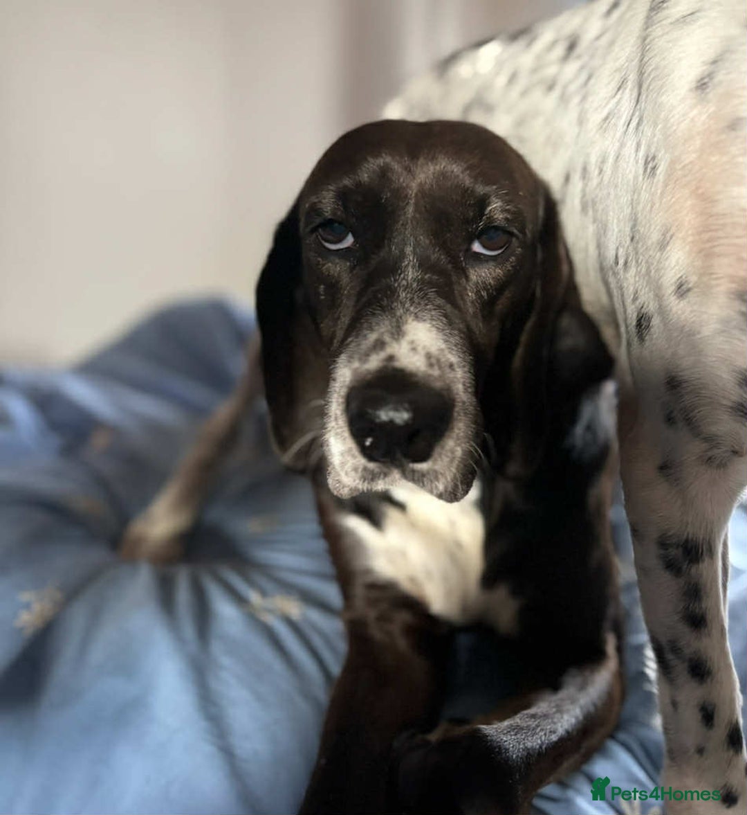 Pointer dogs for adoption: Lily is looking for a perfect home  - Image 1