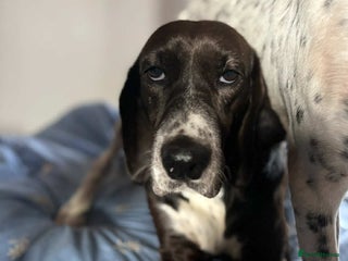 Pointer dogs - Advert 2