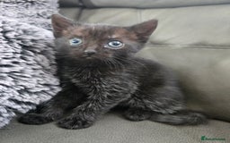 British Shorthair cats for sale: Female kitten Black With White Bits  - Image 2