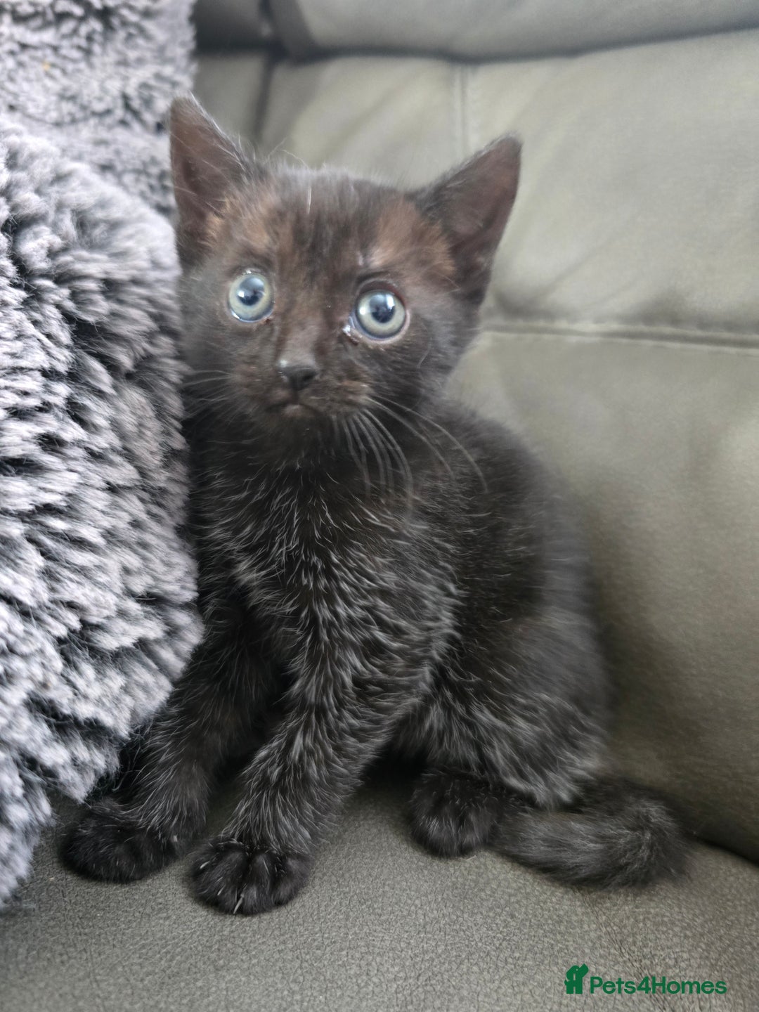 British Shorthair cats for sale: Female kitten Black With White Bits  - Image 2