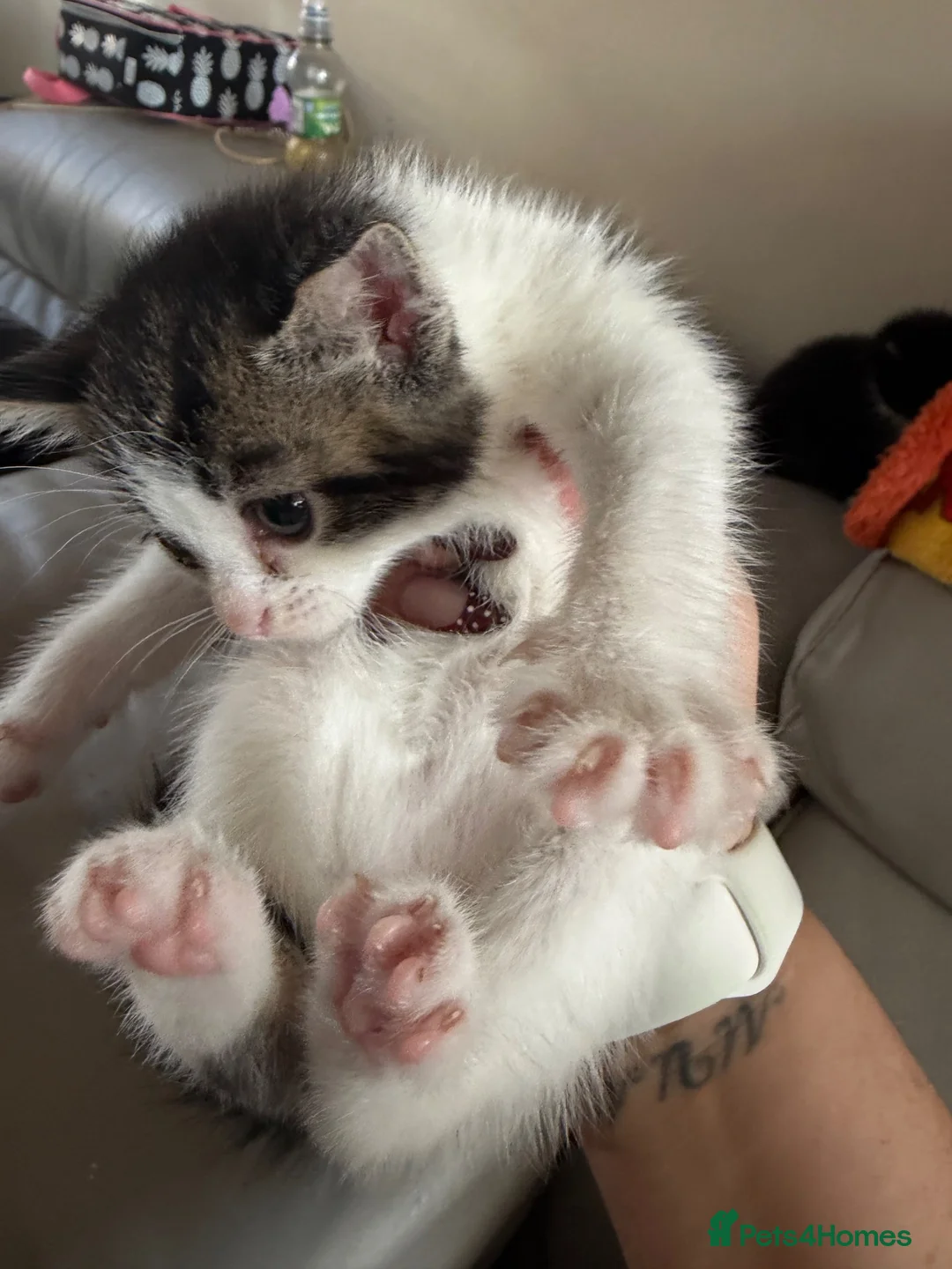 Mixed Breed cats for sale: Kittens  - Advert 6