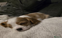Cavalier King Charles Spaniel dogs for sale: READY NOW Cavalier king charles pups - Image 8