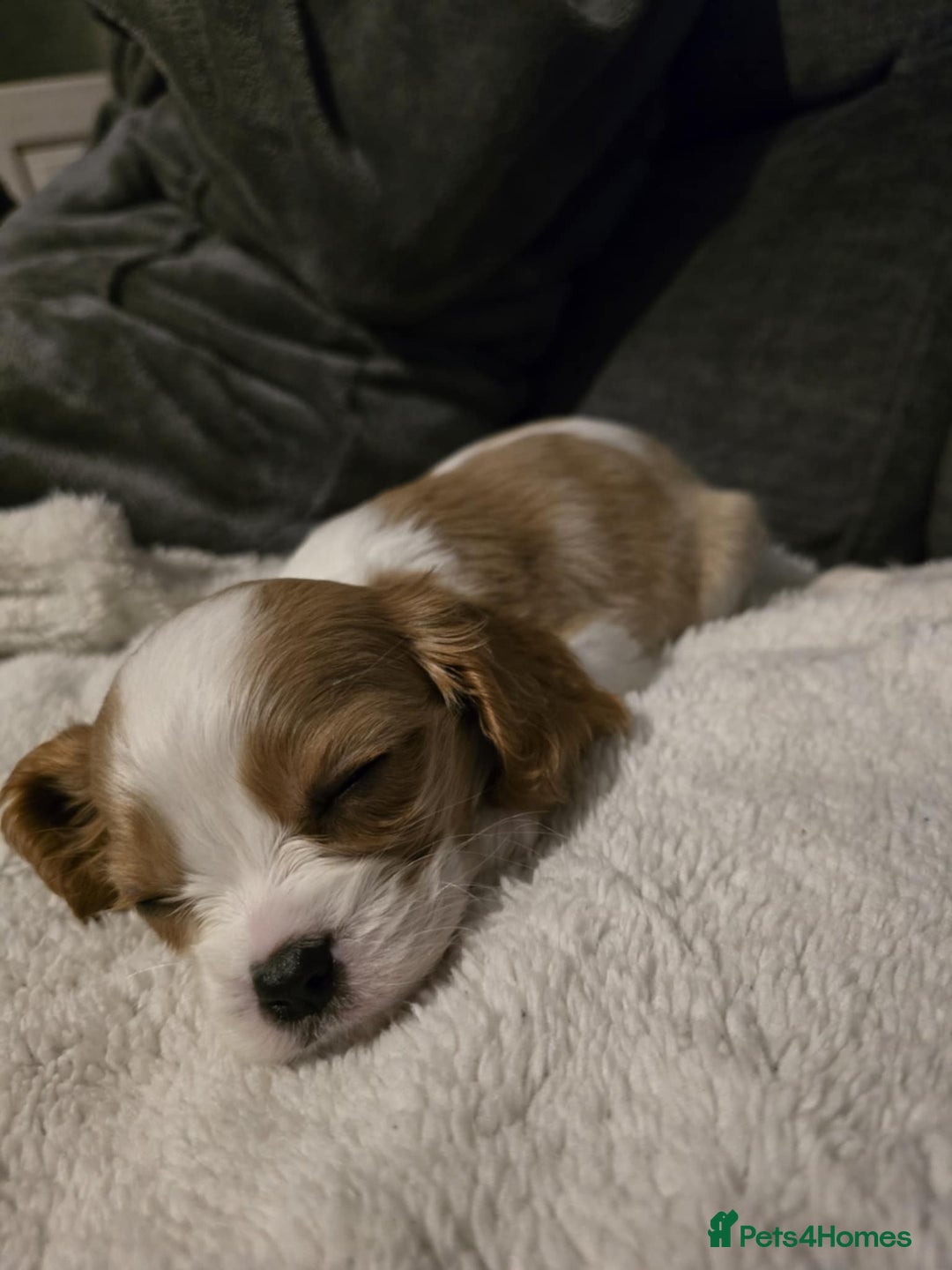 Cavalier King Charles Spaniel dogs for sale: READY NOW Cavalier king charles pups - Image 8