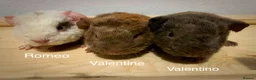 Guinea Pig rodents for sale: Beautiful baby teddy Guinea pigs  - Advert 1