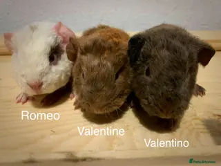 Guinea Pig rodents Beautiful baby teddy Guinea pigs - Advert 1