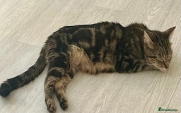 Mixed Breed cats for sale: Loving tabby cat looking for forever home ASAP - Image 4