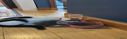 Mixed Breed cats for sale: Kittens for sale  in Bathgate - Advert 6
