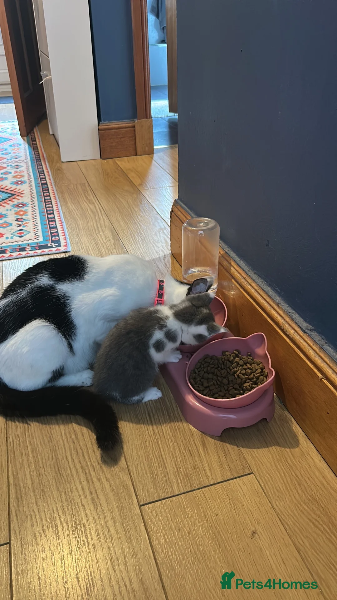 Mixed Breed cats for sale: Kittens for sale  in Bathgate - Advert 6