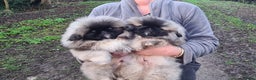 Pekingese dogs for sale: Pekingese puppys (Champion Bloodlines) - Advert 1