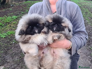 Pekingese dogs Pekingese puppys (Champion Bloodlines) - Advert 2