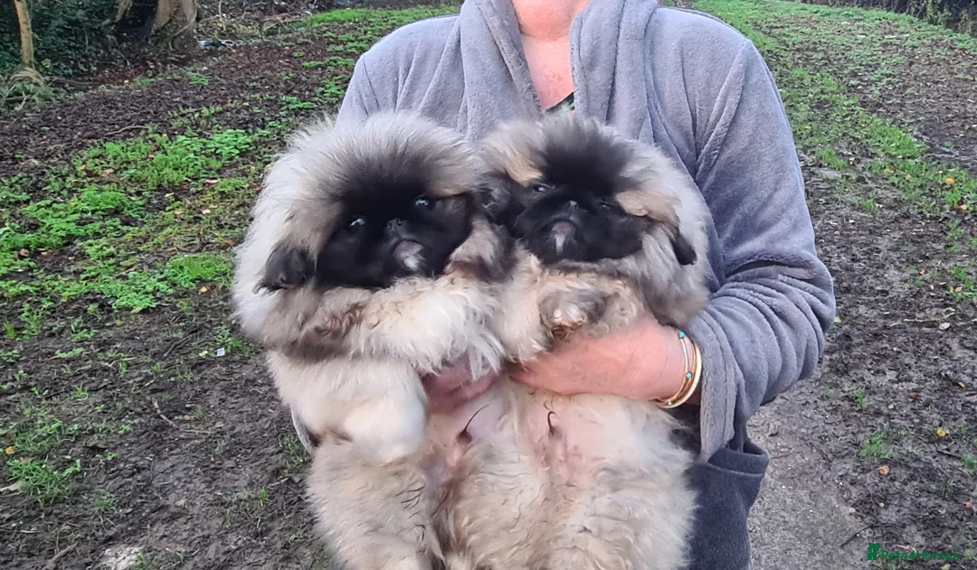 Pekingese dogs for sale: Pekingese puppys (Champion Bloodlines) - Advert 1