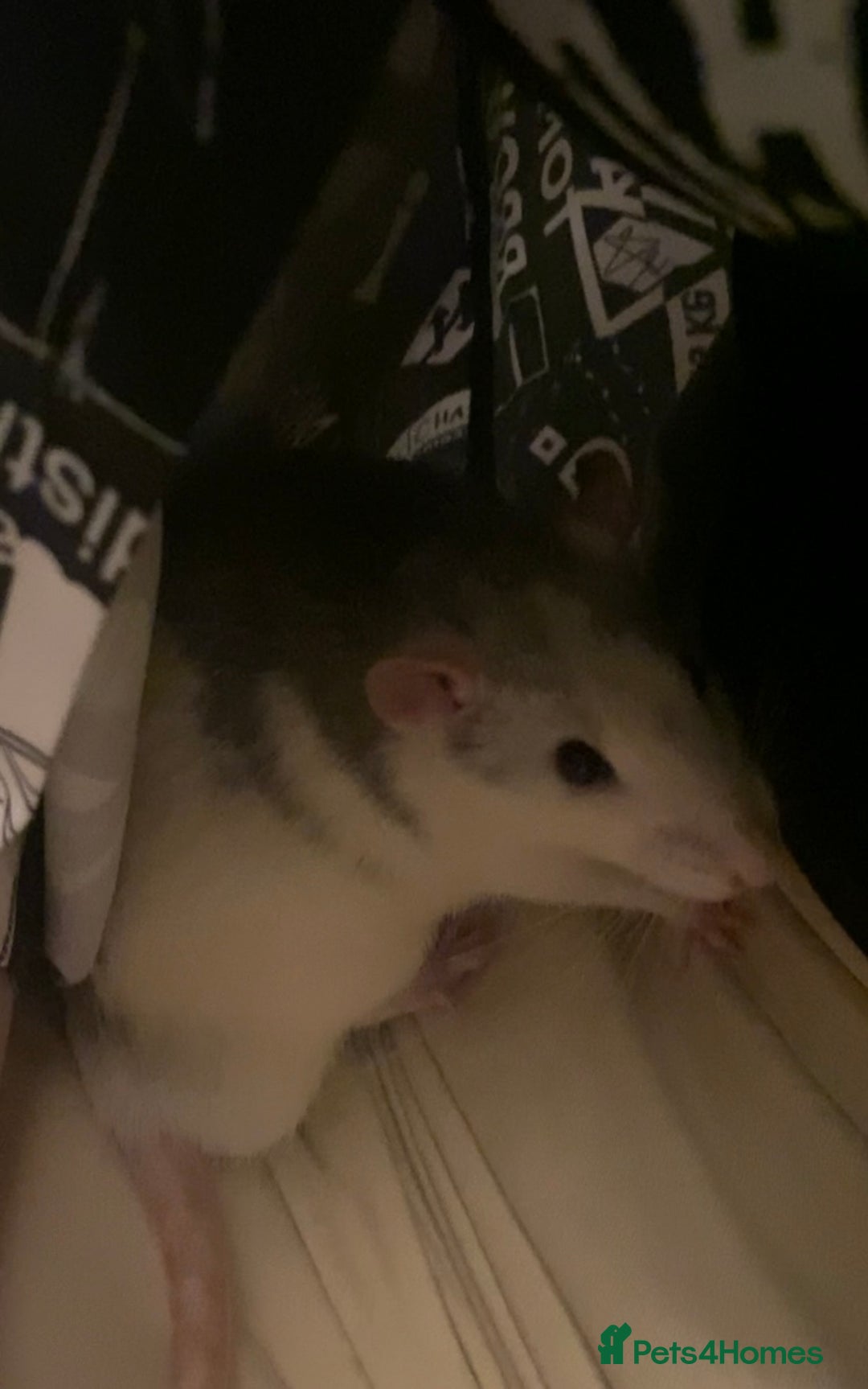 Rat rodents for sale: 2 friendly male rats  - Image 4