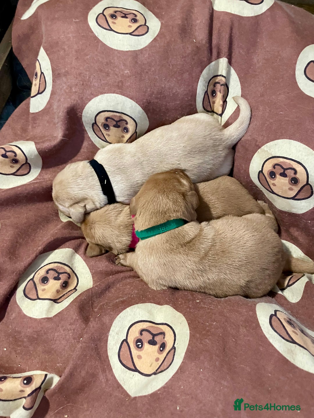 Labrador Retriever dogs for sale: KC Labrador pups ready 5th Jan 26 - Advert 13