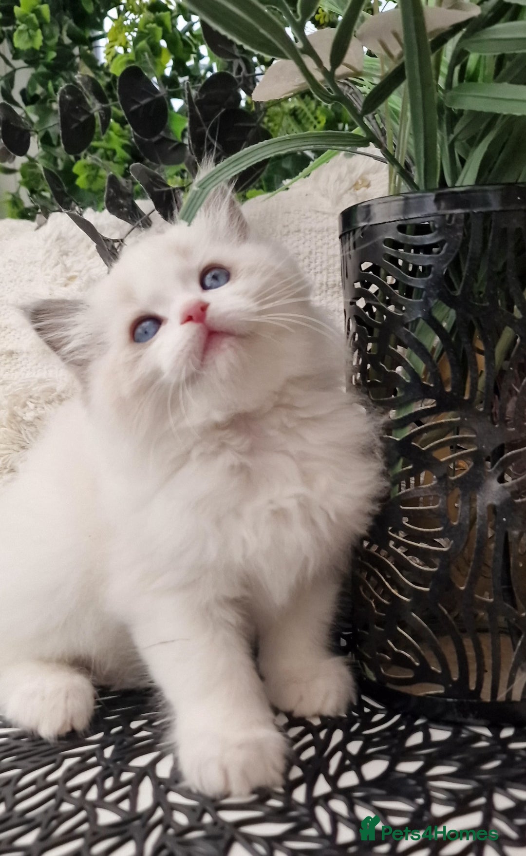 Ragdoll cats for sale: 🩷✨️Lovely Chunky EU kittens✨️🏆TICA Award cattery - Image 31