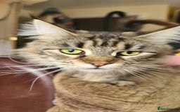 Maine Coon cats for sale: POLYDACTYL BEAUTY - Image 3