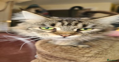 Maine Coon cats - Advert 5