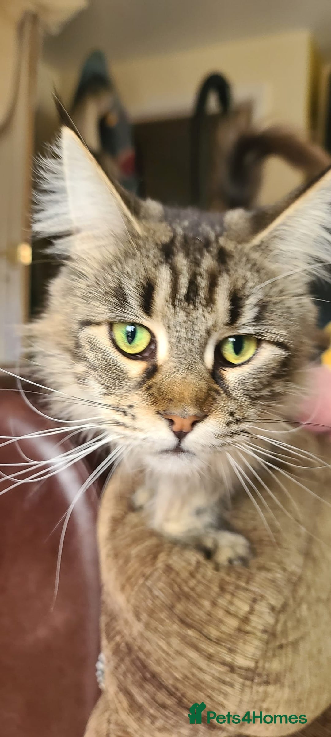 Maine Coon cats for sale: POLYDACTYL BEAUTY - Image 3
