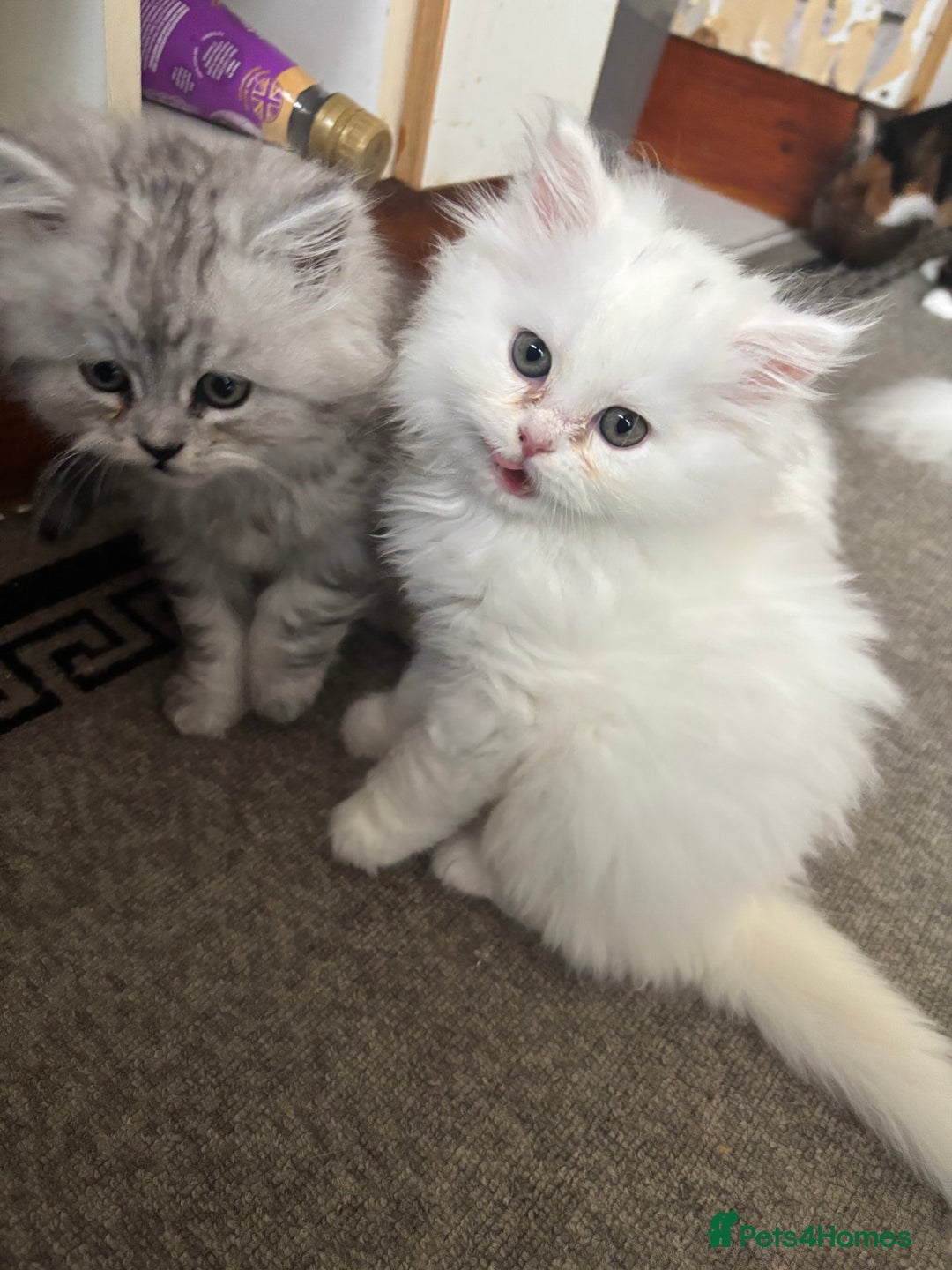 Persian cats for sale: Persian kittens for sale - Image 19