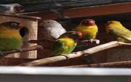 Lovebirds birds for sale: Lovebird  - Image 4