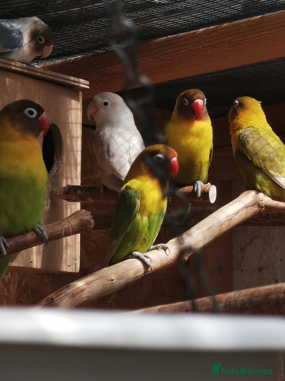 Lovebirds birds for sale: Lovebird  - Image 4