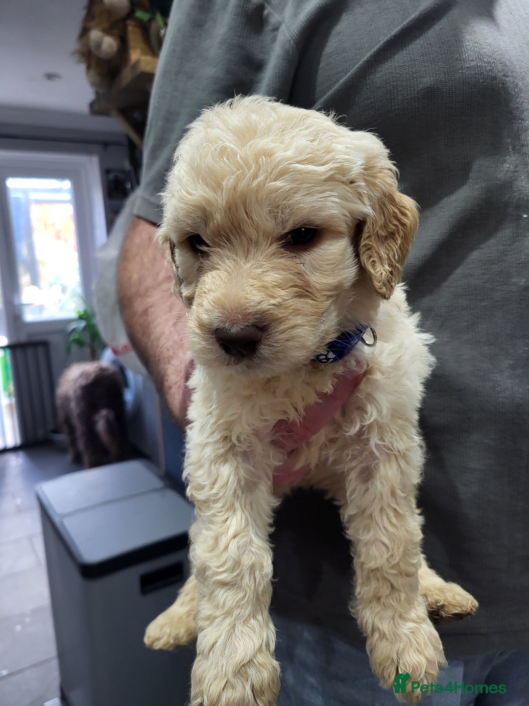 Labradoodle dogs for sale: Large standard labradoodles - Image 25