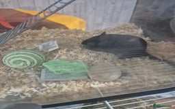 Gerbil rodents for sale: Gerbils for sale - Image 7