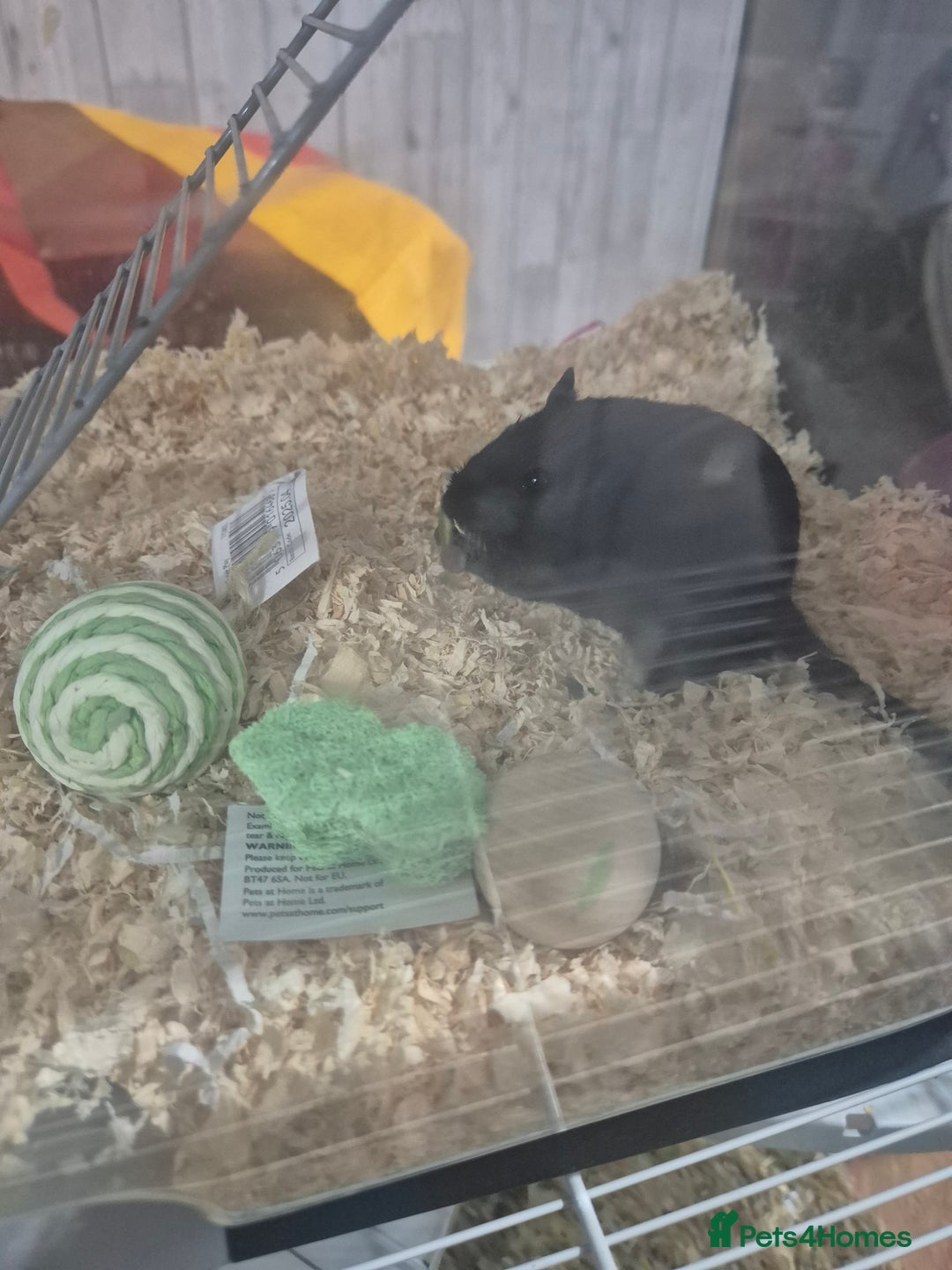 Gerbil rodents for sale: Gerbils for sale - Image 7