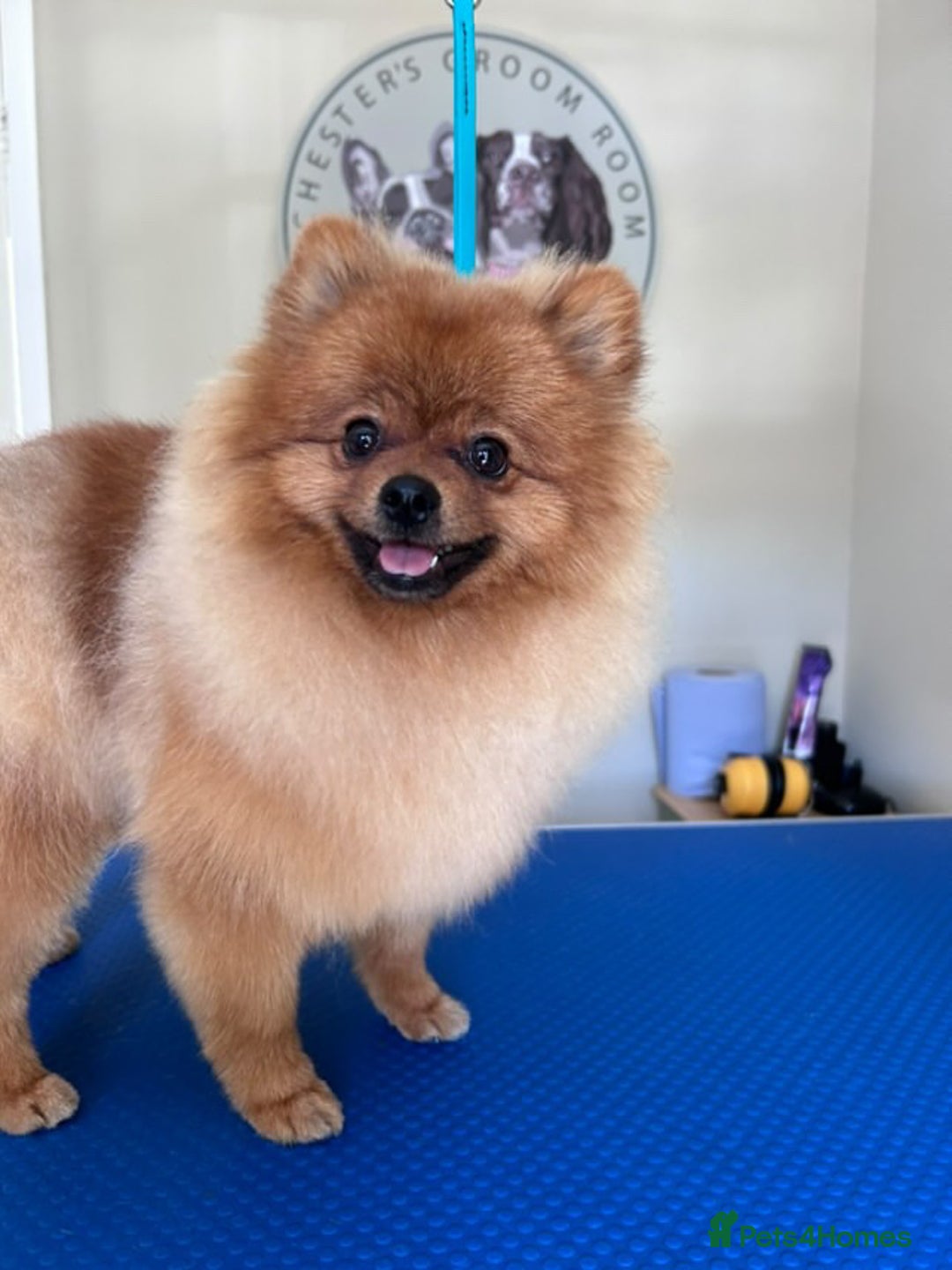 Pomeranian dogs for sale: 6 month old pomeranian  - Image 21