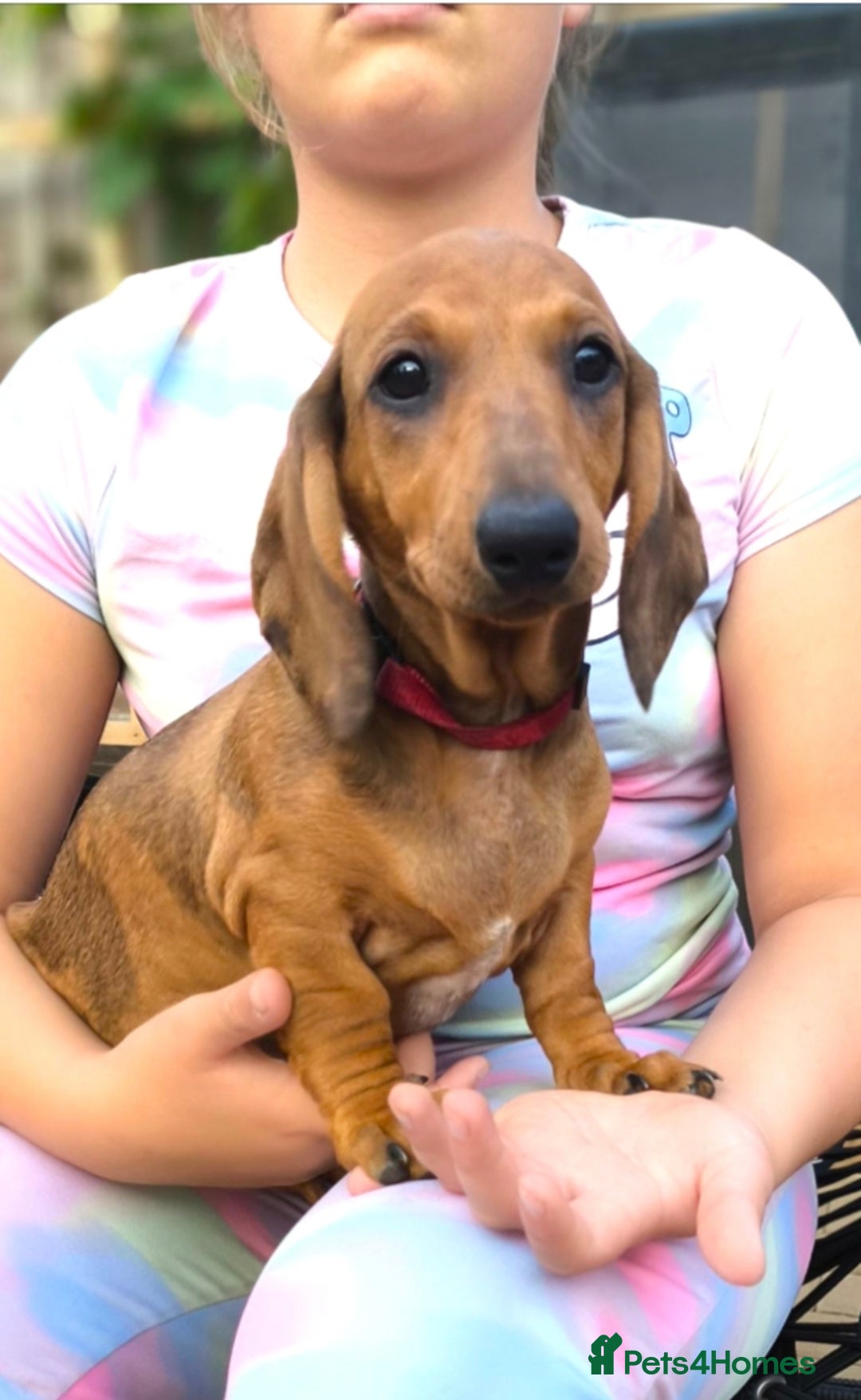 Dachshund dogs for sale: READY NOW-Champions Line Standard Dachshund KC REG in Coventry - Image 5