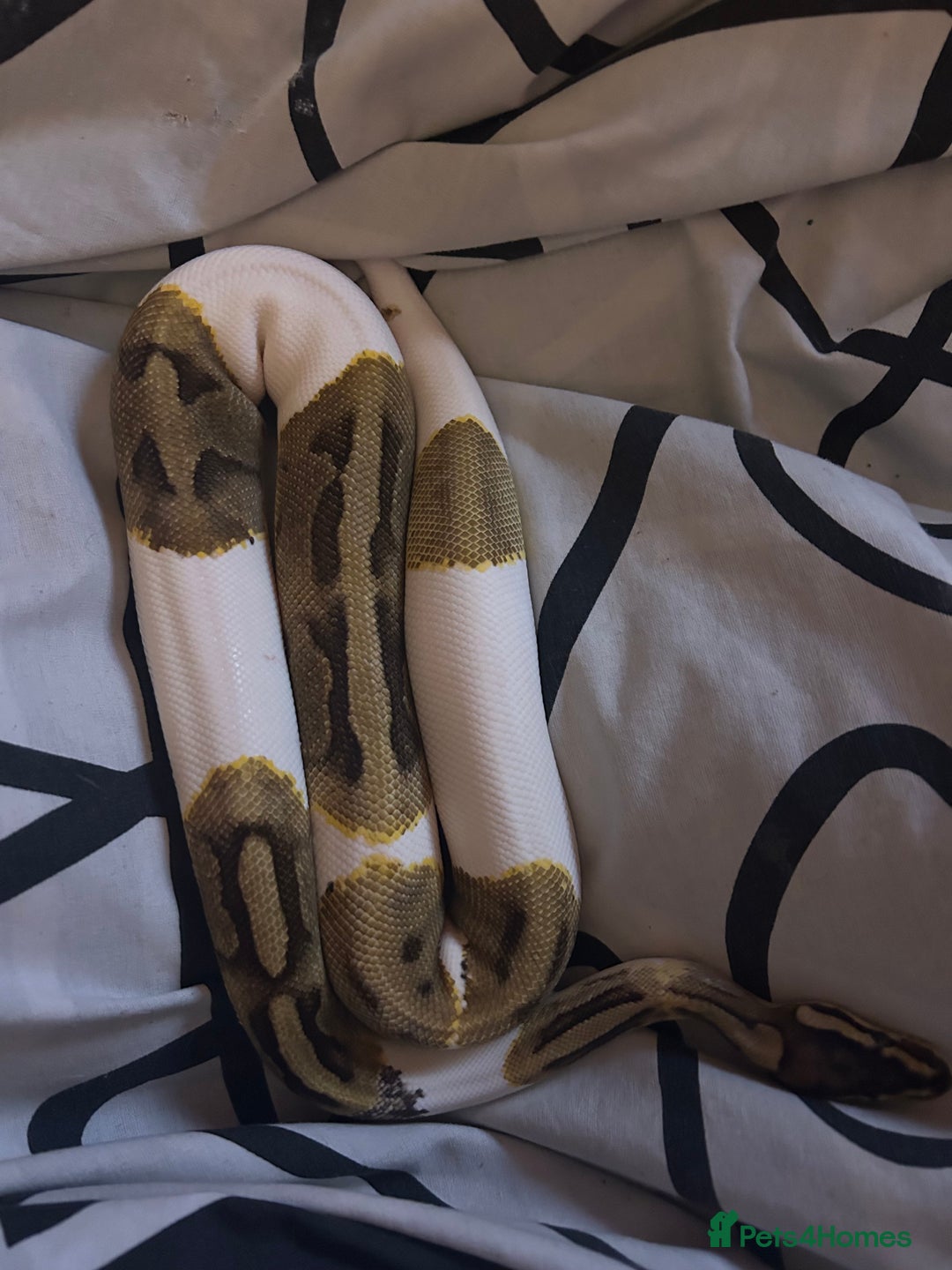 Python Snake reptiles for sale: enchi pied royal python with full bioactive setup  - Advert 4