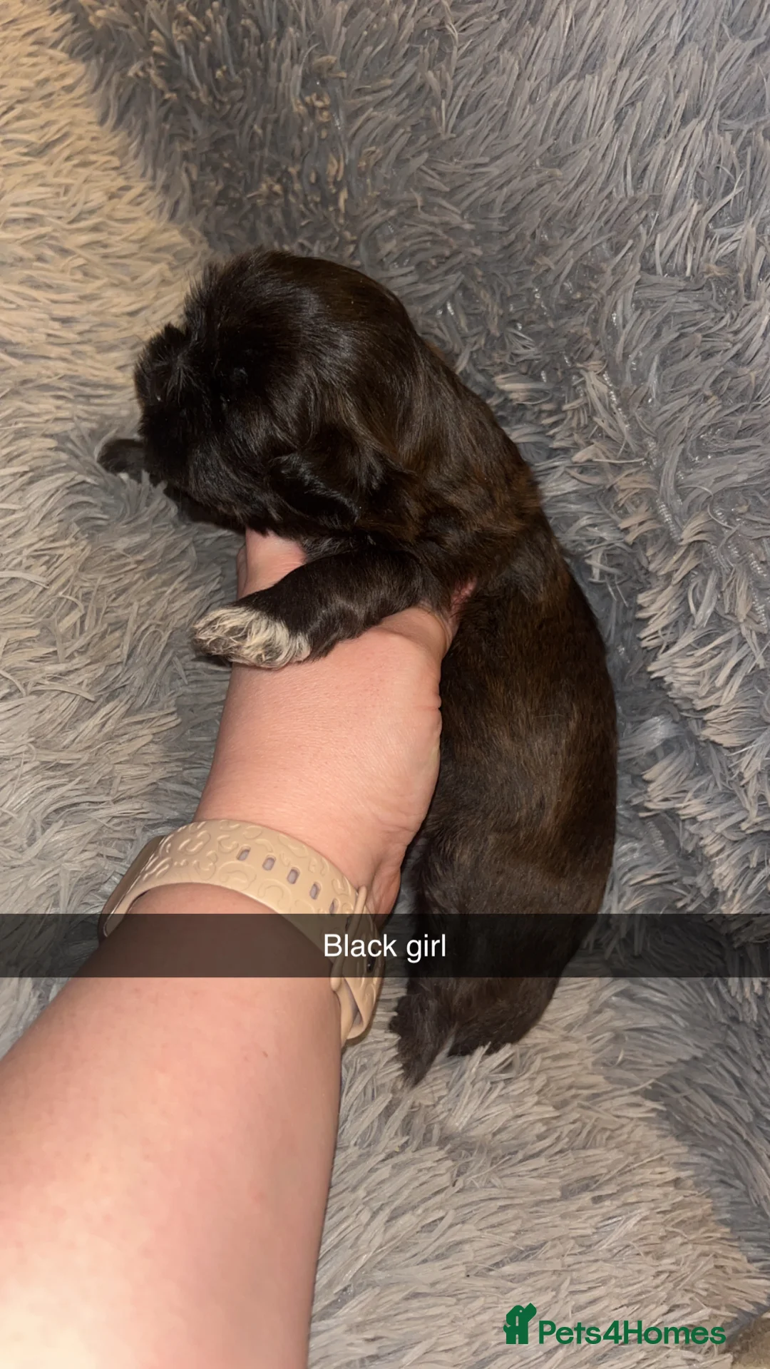 Shih Tzu dogs for sale: Shih Tzu puppies for sale  - Advert 10