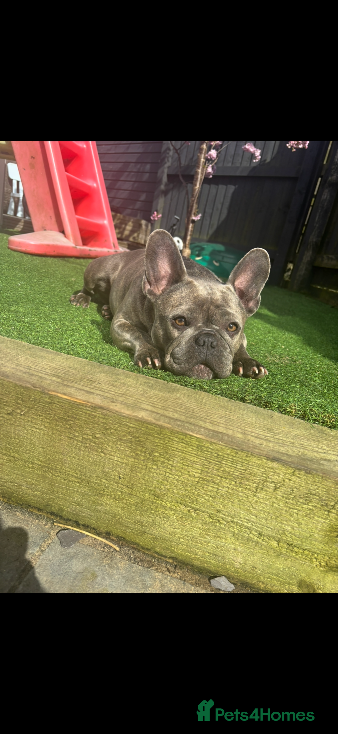 French Bulldog dogs for sale: Female frenchie for rehome  - Advert 1