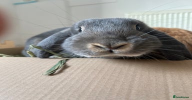 Mini Lion Lop rabbits Lovely couple Bunnies for rehoming! (Bonded) - Advert 14